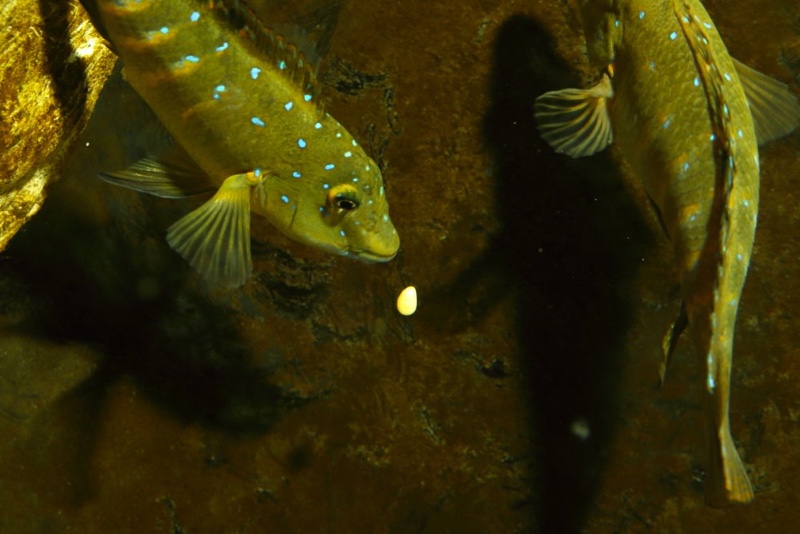 Spathodus sp. 'erythrodon kitumba' Kitumba